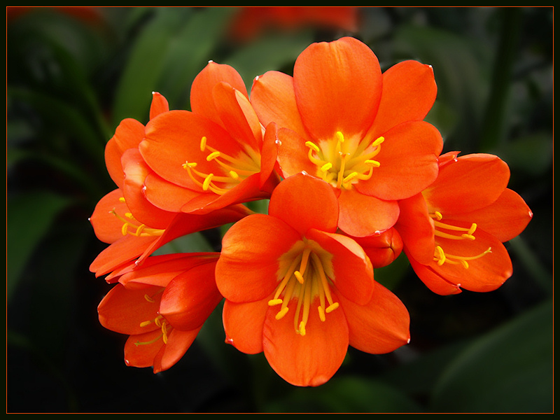 Комнатный Цветок С Оранжевыми Цветами Фото